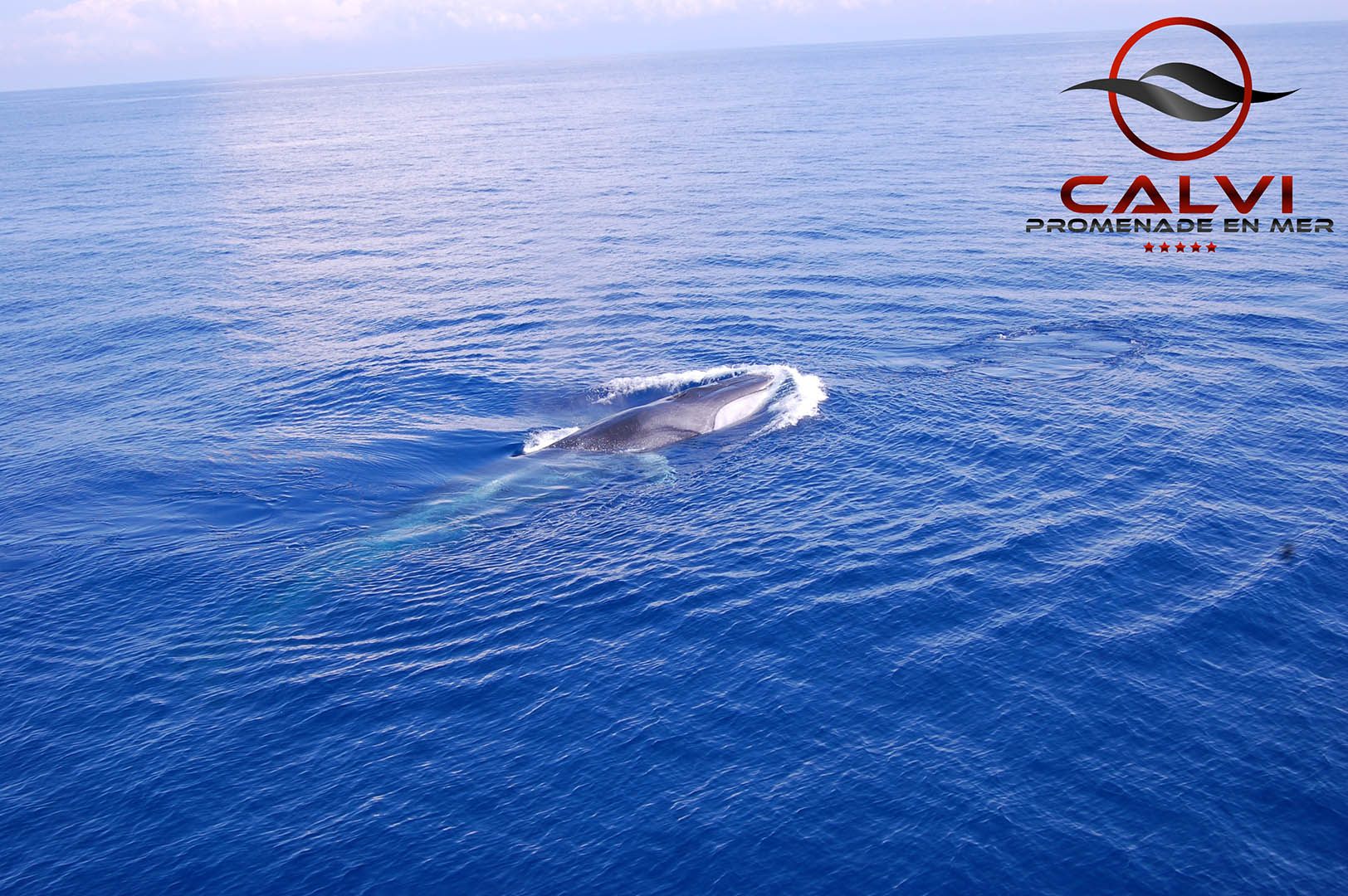 You are currently viewing Les Baleines de Scandola